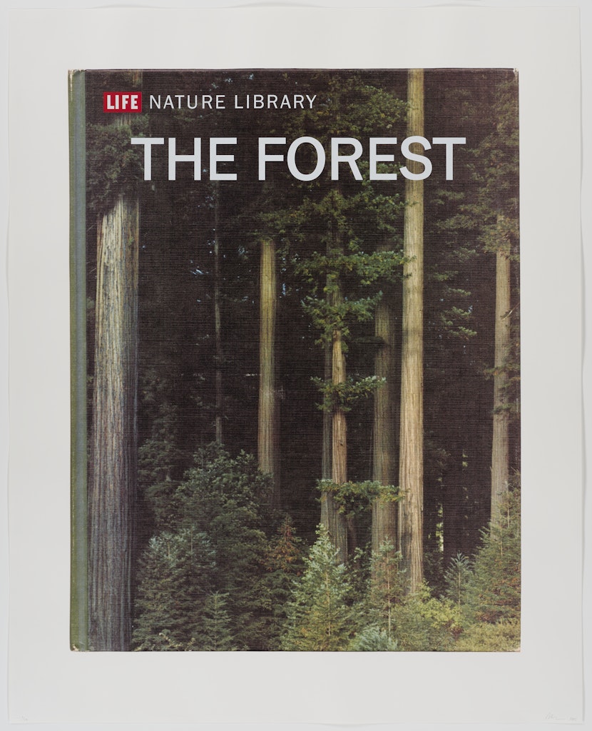 The Forest